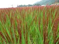 福岡県二丈の赤米